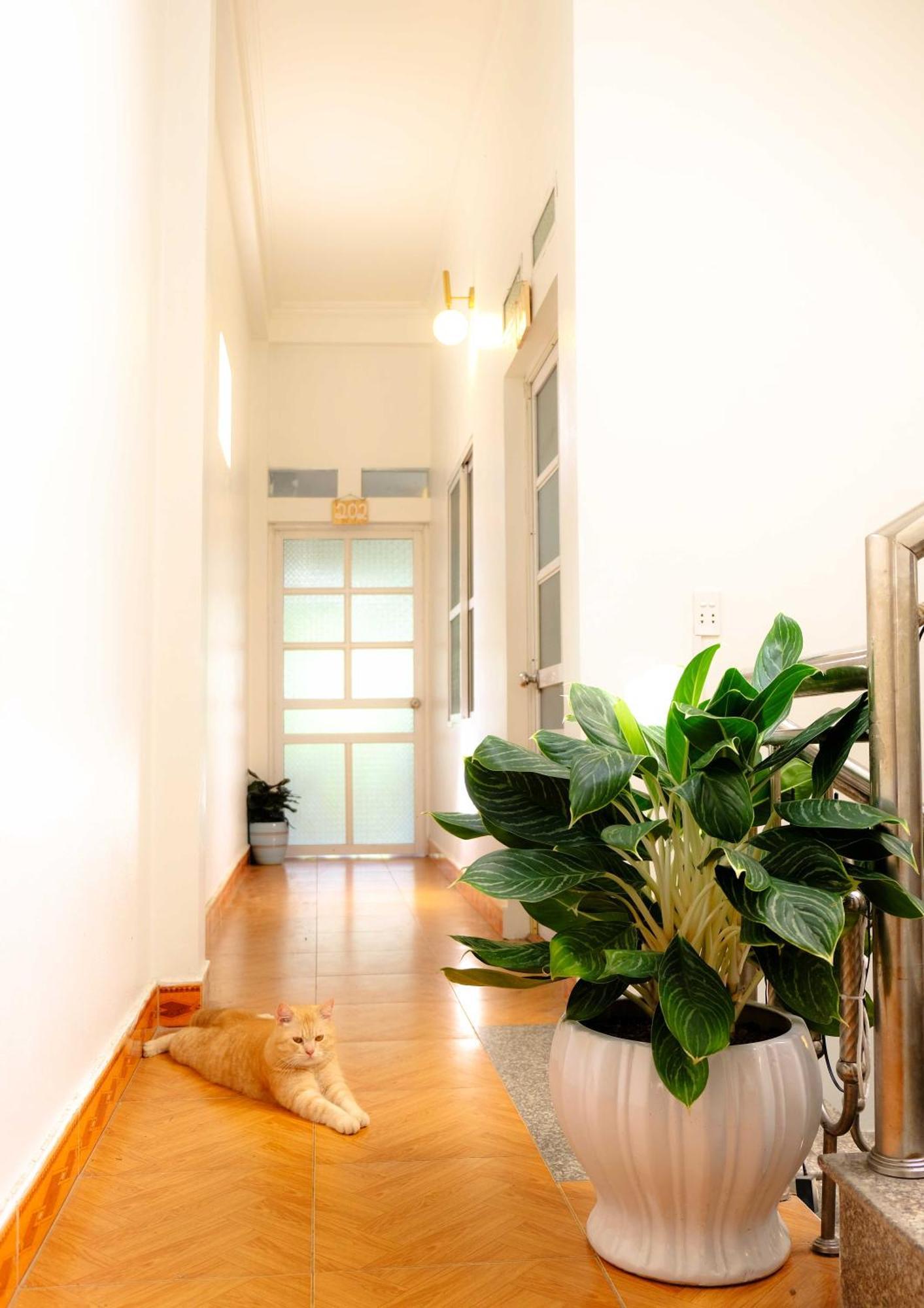 Lazy Cat Homestay - Motorbikes Rental & Tours Ha Giang Exterior foto